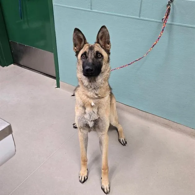 A young large-sized female Belgian Shepherd / Malinois dog named Penny for adoption in Stagecoach, NV