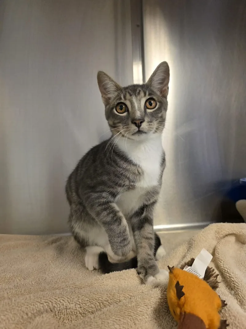 A young medium-sized male Tabby (Gray / Blue / Silver) Domestic Short Hair cat named Sourdough for adoption in Umatilla, FL