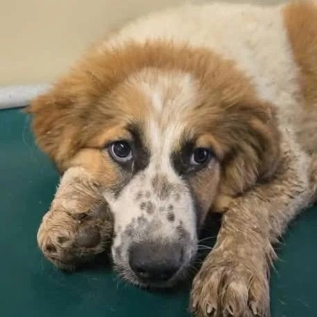 A baby large-sized female White / Cream Great Pyrenees dog named Ginger for adoption in Lakehead, CA