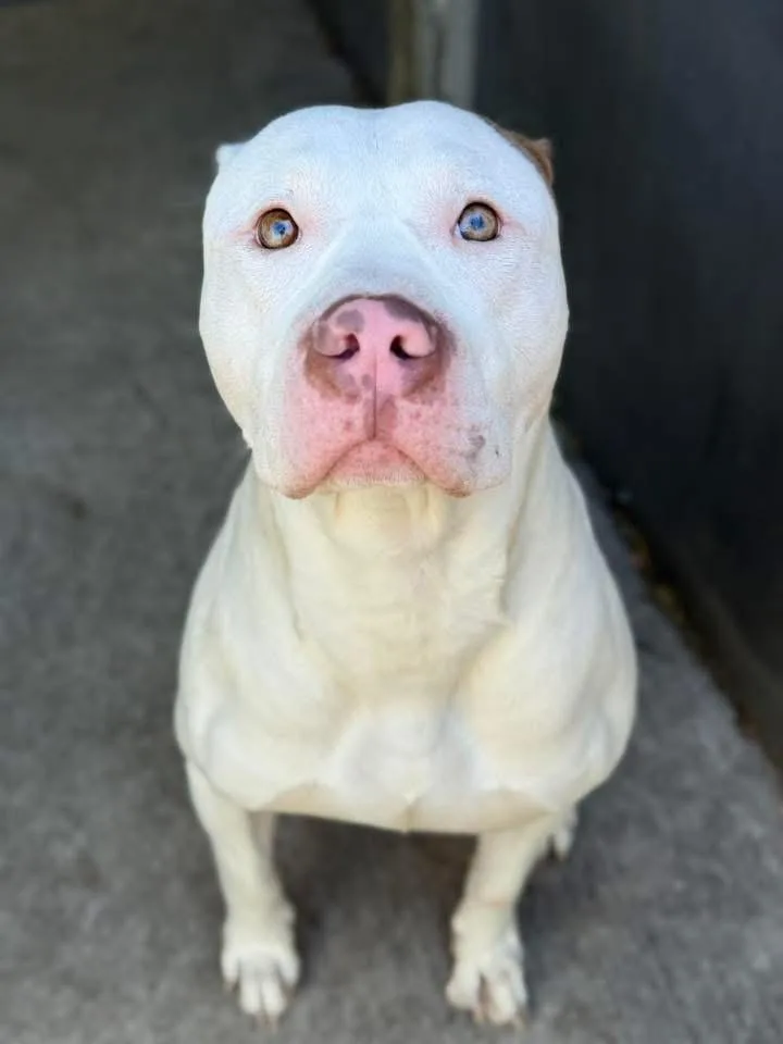 An adult medium-sized male White / Cream Pit Bull Terrier dog named Atmosphere for adoption in Chicago, IL