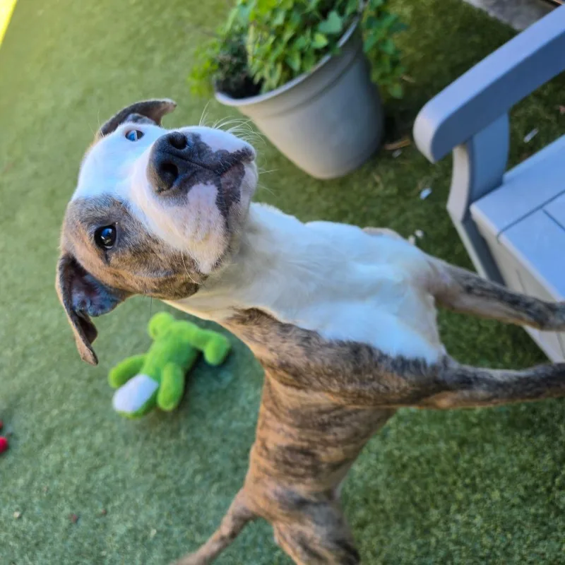 A baby medium-sized female Brown / Chocolate Pit Bull Terrier dog named Remi for adoption in Greensboro, NC