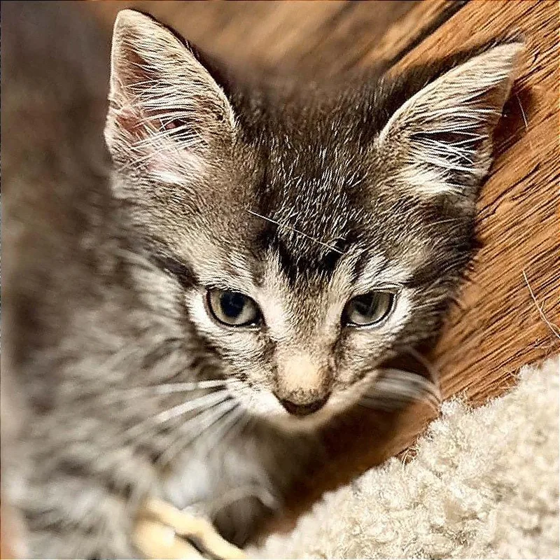 A baby small-sized female Brown / Chocolate Domestic Short Hair cat named Doodles for adoption in Hannibal, MO