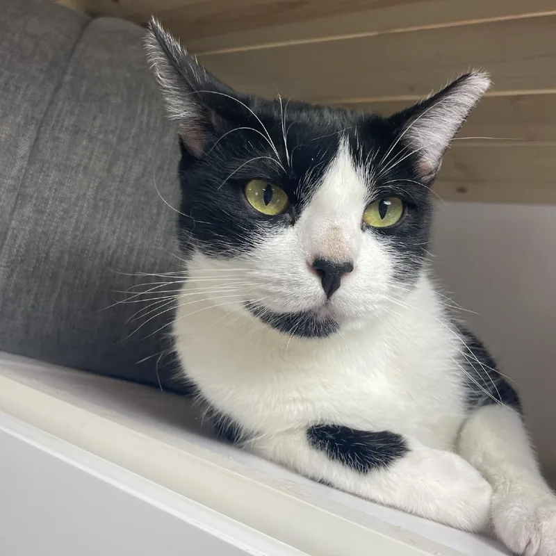 An adult small-sized male Black Domestic Short Hair cat named Vagita for adoption in Prescott, AZ