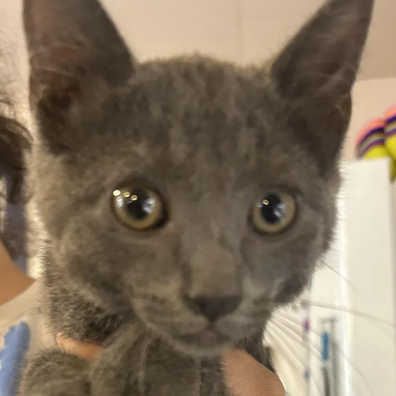 A baby small-sized male Gray / Blue / Silver Domestic Short Hair cat named Bolt for adoption in Hanna City, IL