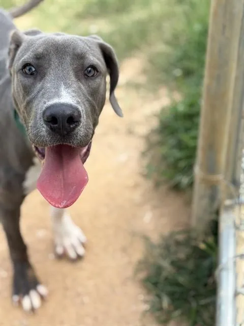 A baby medium-sized male Great Dane dog named Astro for adoption in Augusta, GA