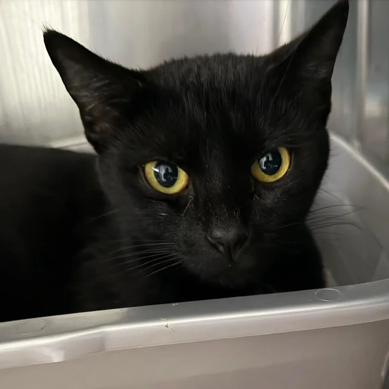 An adult medium-sized female Black Domestic Short Hair cat named Adeline for adoption in Blairsville, GA