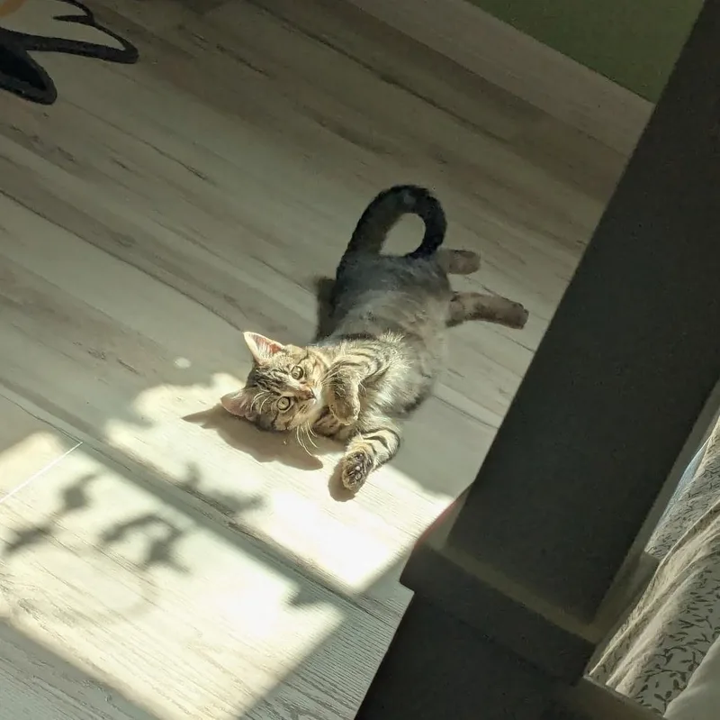 A young medium-sized female Tabby (Brown / Chocolate) Tabby cat named Sage for adoption in Miami, FL
