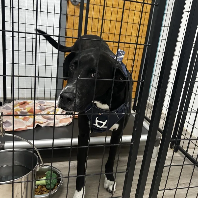 Mogley