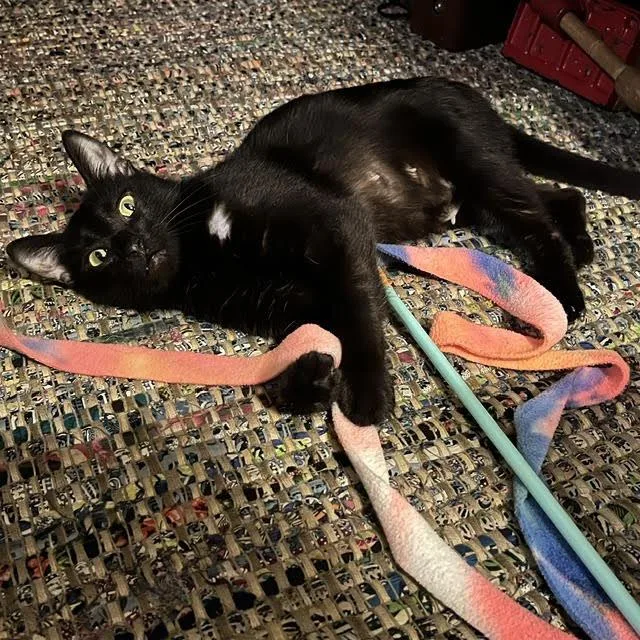 An adult medium-sized female Black Domestic Short Hair cat named Laurel for adoption in South Elgin, IL