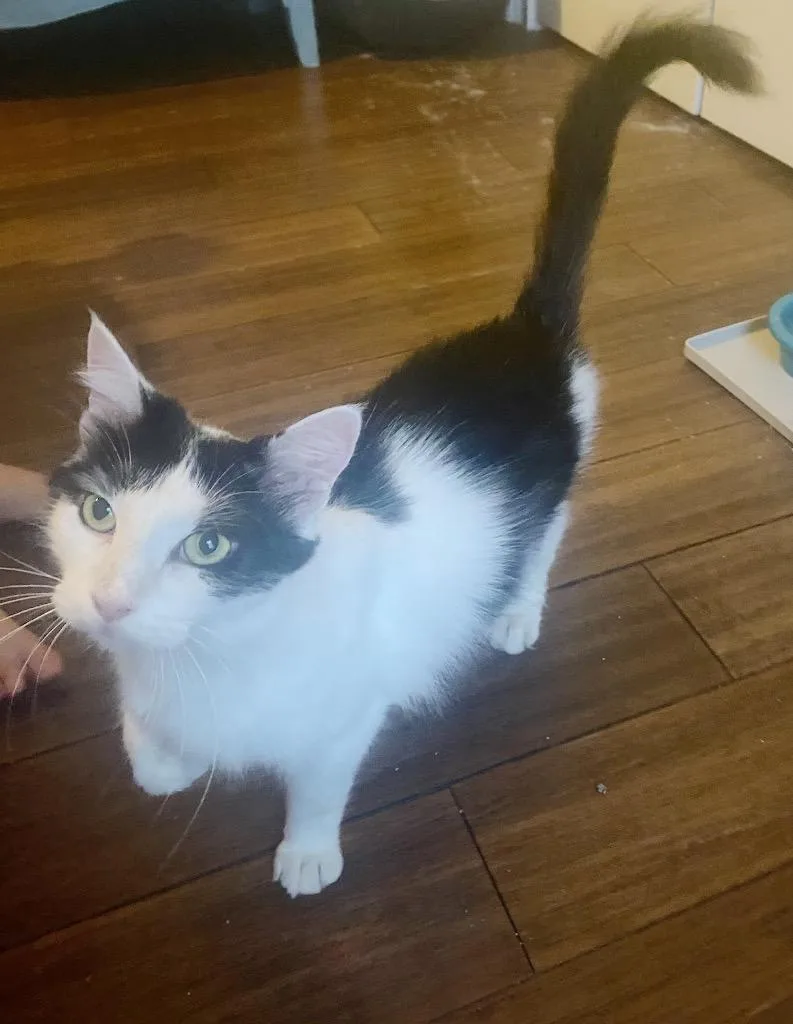 A young medium-sized female Domestic Long Hair cat named Elowen for adoption in Evans, GA