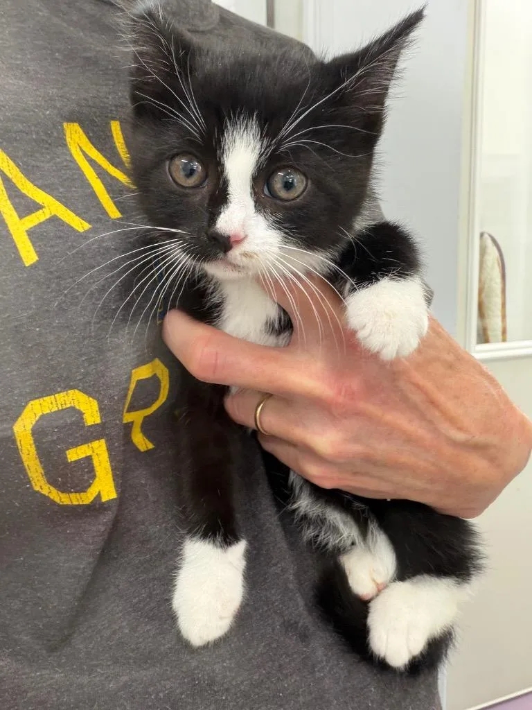 A baby small-sized female Domestic Short Hair cat named Corrine for adoption in Glenfield, NY