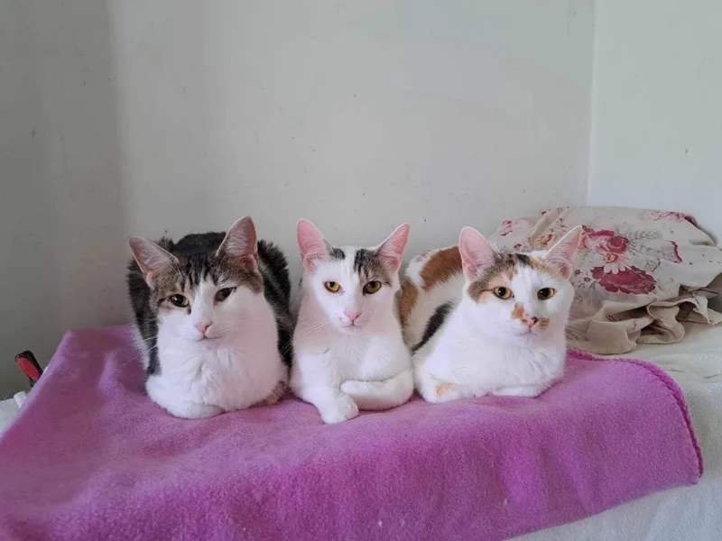 Chocolate Chip thumbnail 2