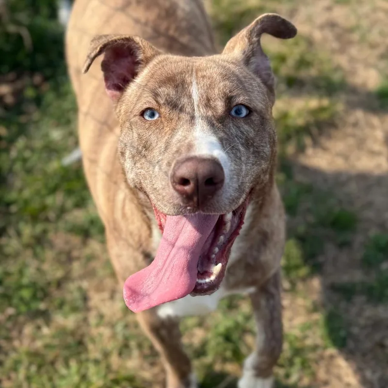 A young medium-sized female Brindle Husky dog named Zinna for adoption in Fort Smith, AR