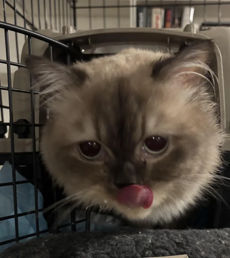 A young medium-sized male Himalayan cat named Sedgad & Sukkar for adoption in Fairfax, VA
