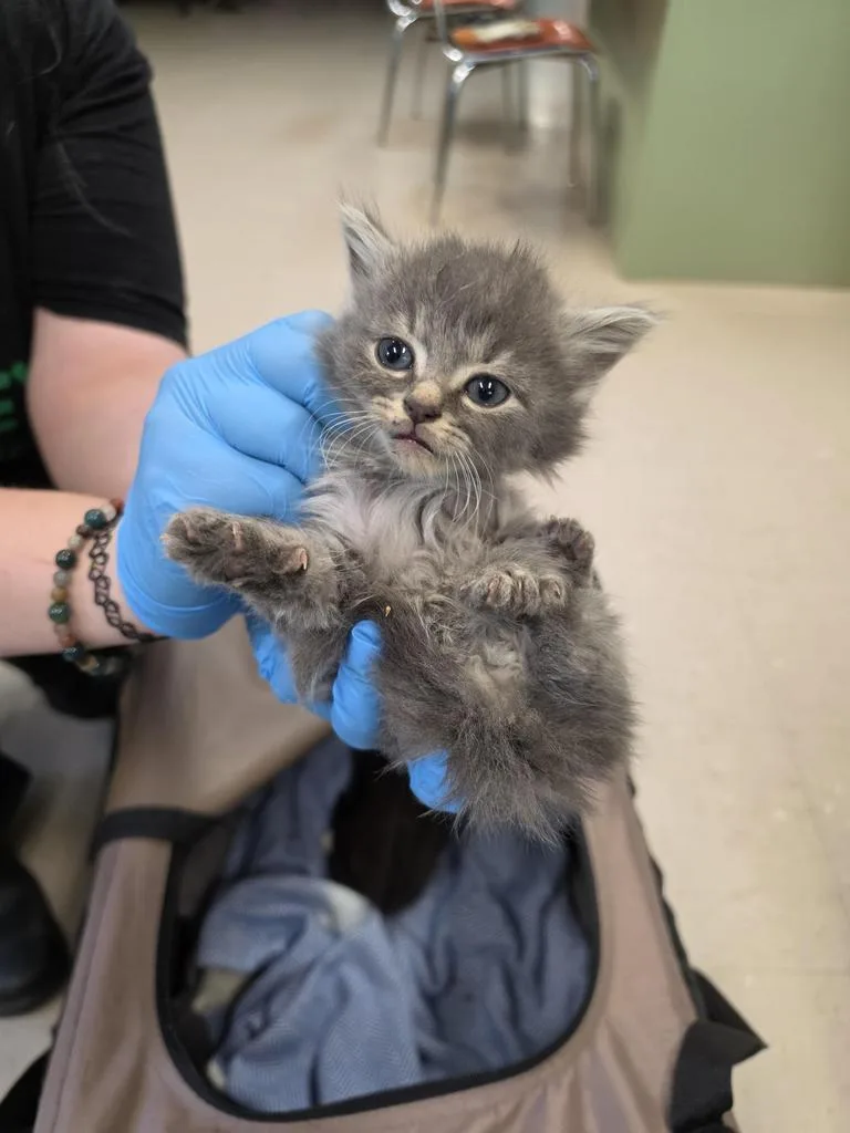 A baby small-sized male Domestic Short Hair cat named Mtn Dew for adoption in Burnsville, NC
