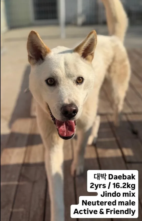 A young medium-sized male Jindo dog named Daebak for adoption in Long Island City, NY