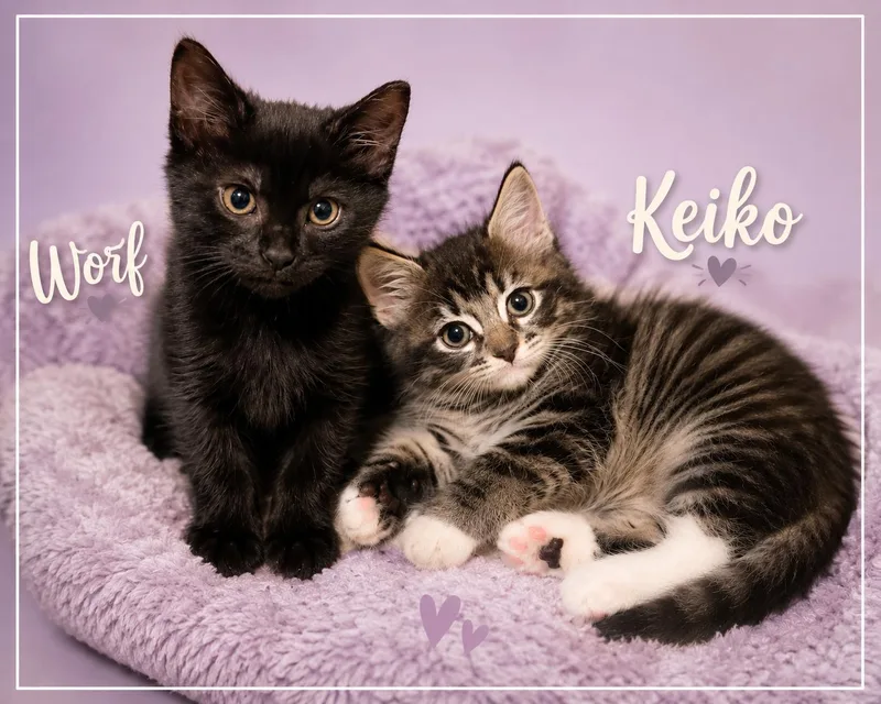 Worf & Keikobetter Together thumbnail 2