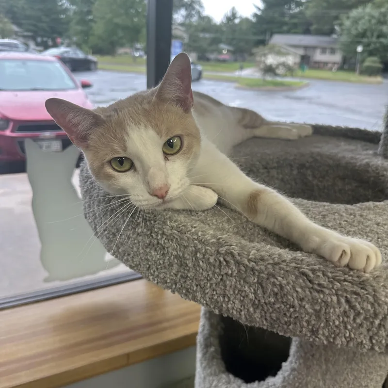 An adult medium-sized female Domestic Short Hair cat named Gracie for adoption in Blaine, MN