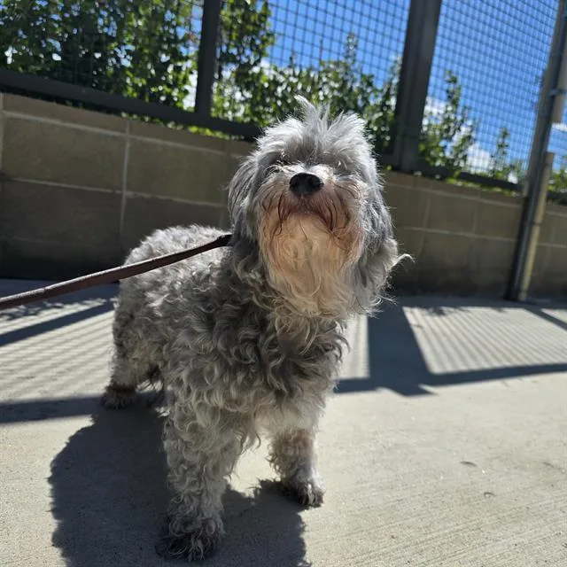 An adult small-sized male Schnauzer dog named Luna for adoption in Denver, CO