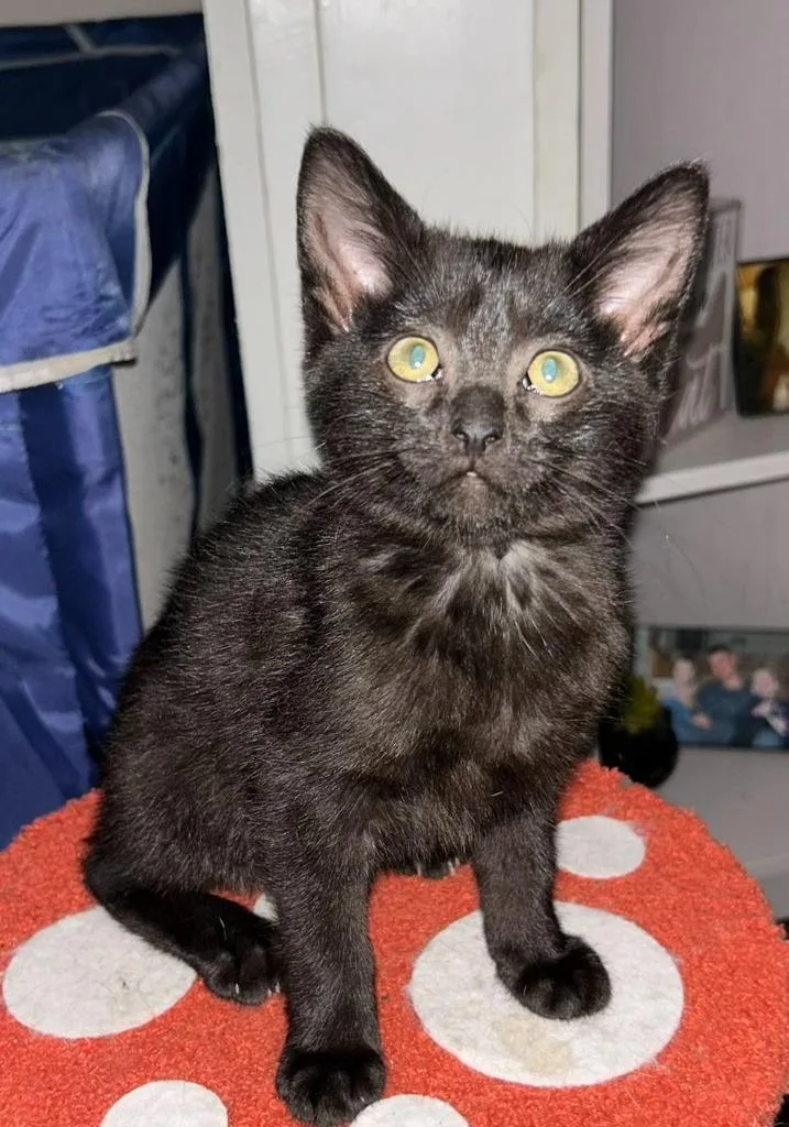 A baby small-sized female Domestic Short Hair cat named Bopeep for adoption in Fremont, OH