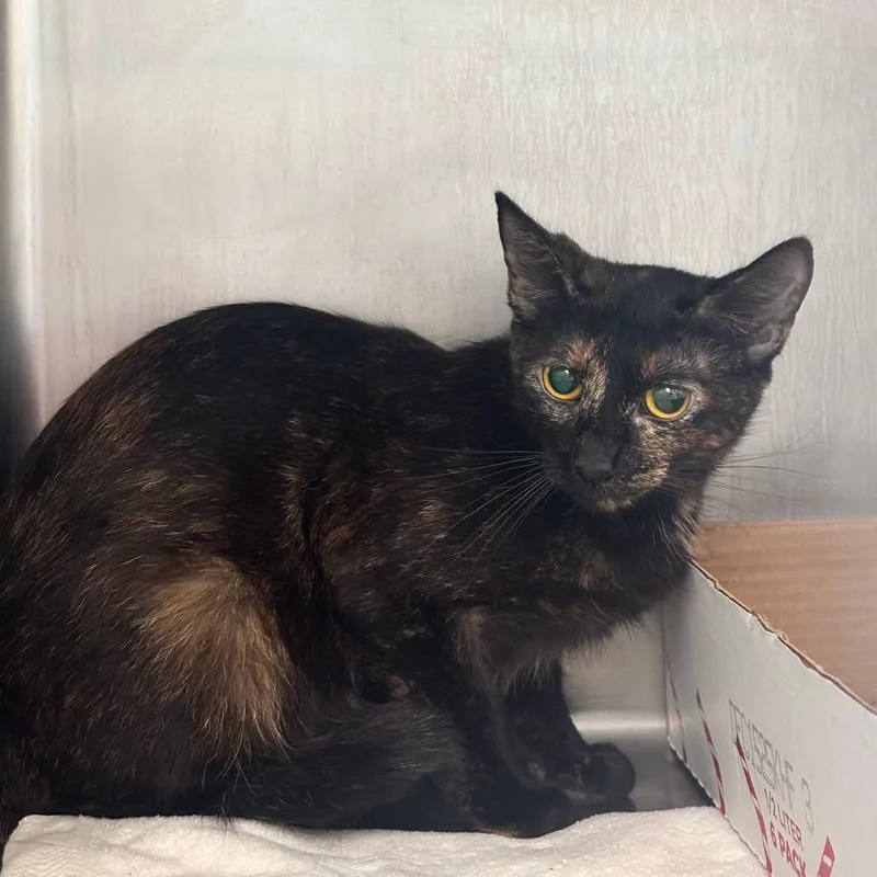 An adult medium-sized female Domestic Short Hair cat named Autumn for adoption in Birdsboro, PA