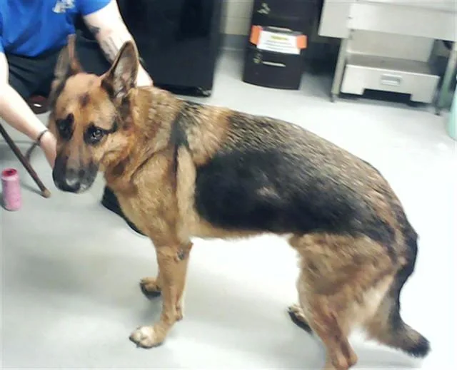 An adult extra large-sized male German Shepherd Dog dog named Jax for adoption in Fayetteville, NC