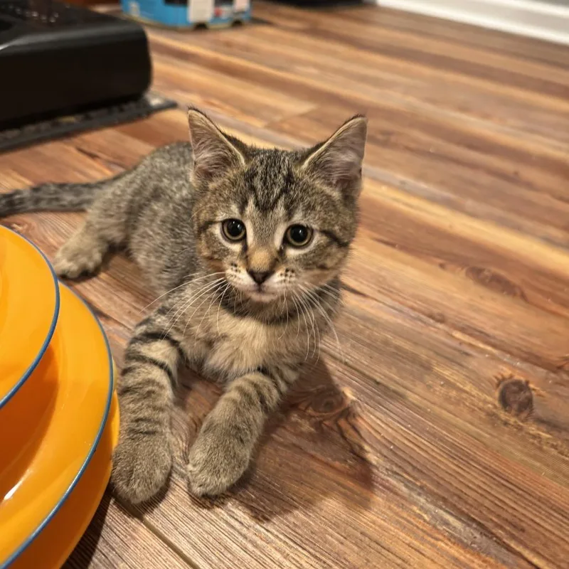 A baby small-sized male Brown / Chocolate Domestic Short Hair cat named Yoshi for adoption in Georgetown, KY