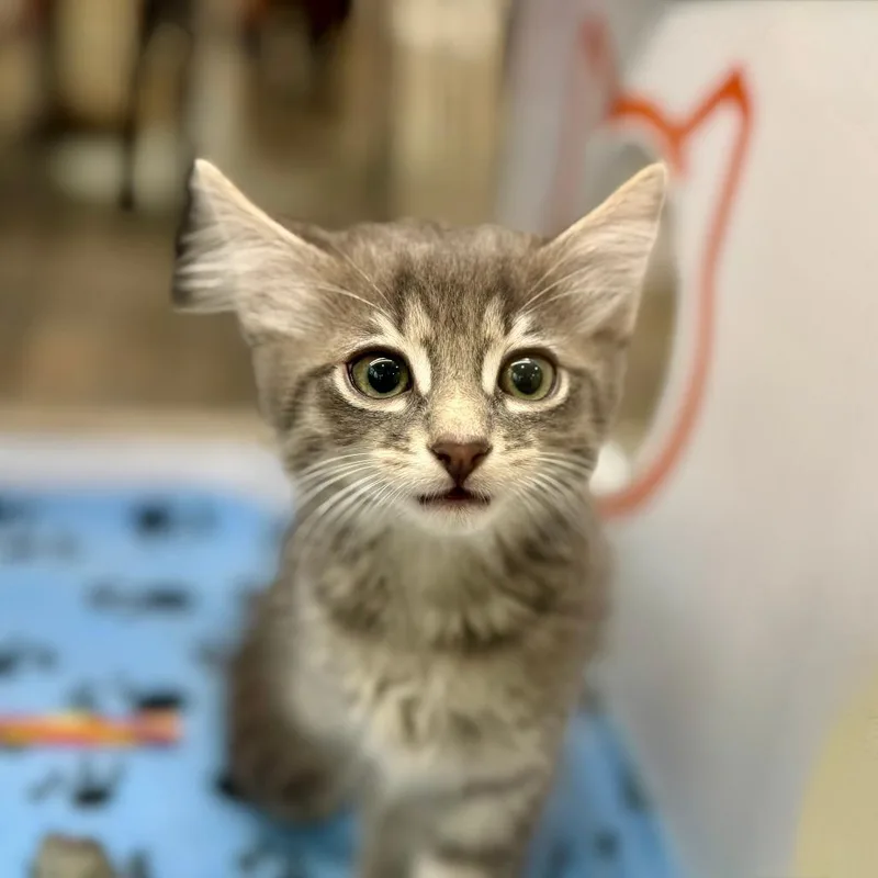 A baby small-sized male Domestic Short Hair cat named Moby for adoption in Los Angeles, CA