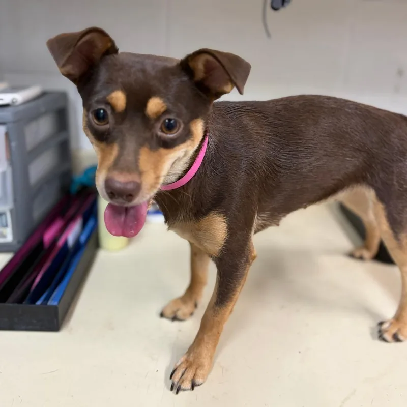An adult small-sized female Brown / Chocolate Chihuahua dog named Isabella for adoption in Ardmore, OK