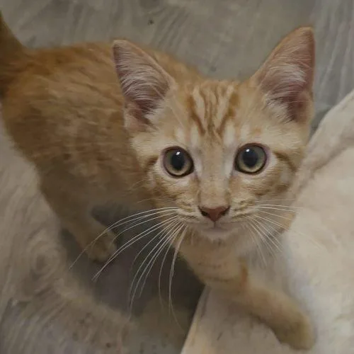 A baby small-sized male Tabby (Orange / Red) Domestic Short Hair cat named Kronk for adoption in Knoxville, TN