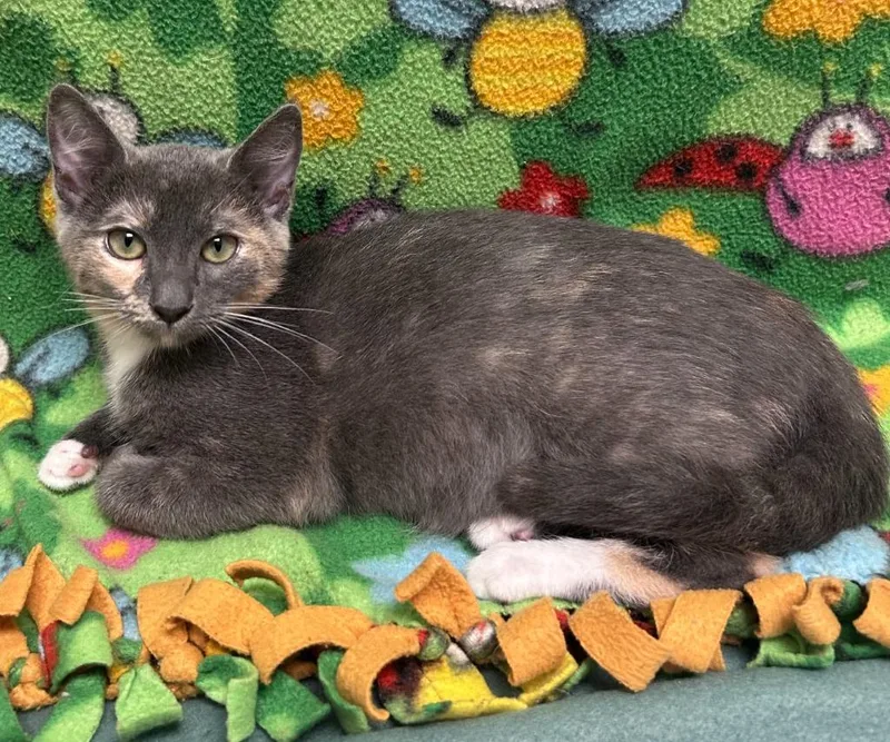 A baby medium-sized female Domestic Short Hair cat named Mila for adoption in Madison, GA
