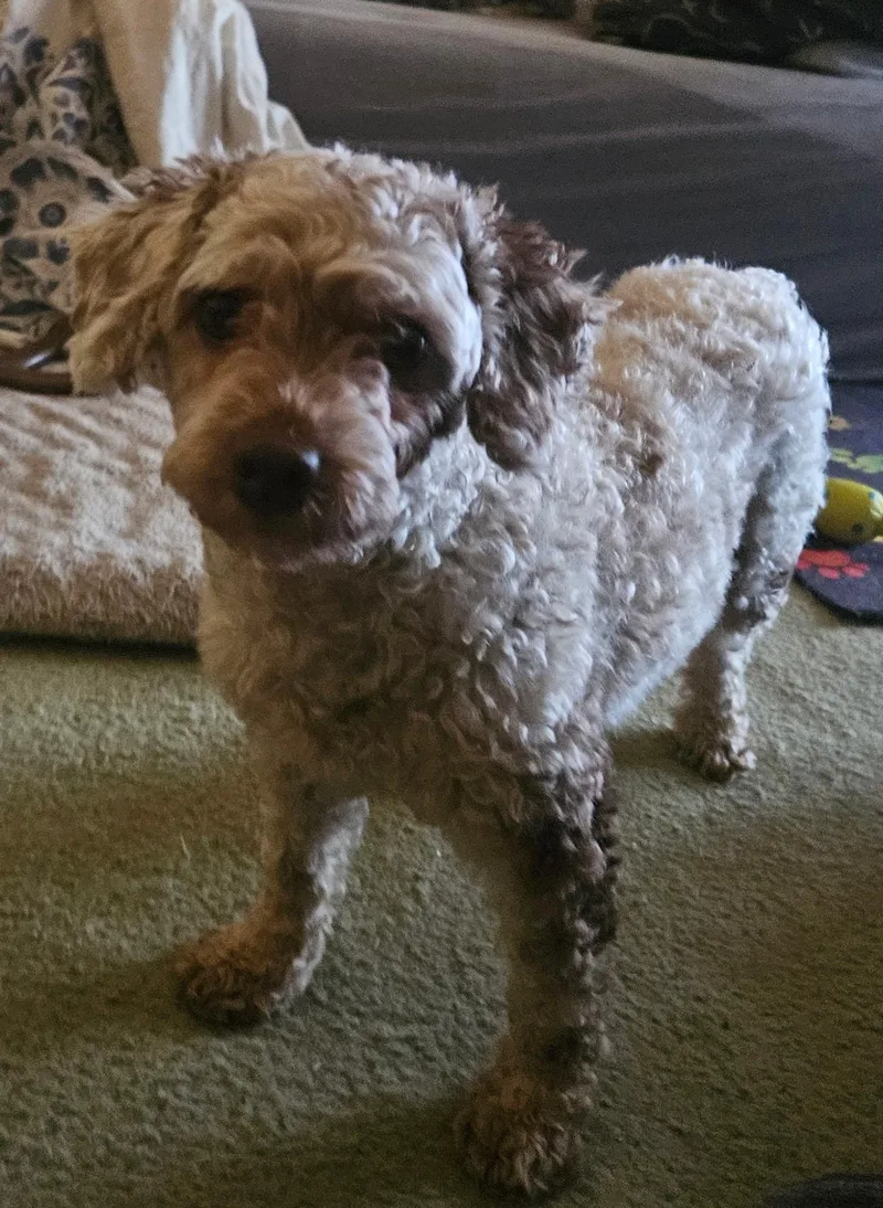 An adult small-sized female Miniature Poodle dog named Sophie for adoption in Richmond, KY