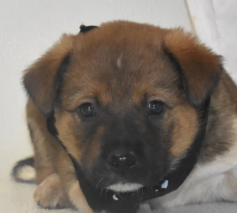 A baby large-sized male Australian Cattle Dog / Blue Heeler dog named Milky Way for adoption in Springfield, OH