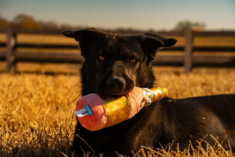 An adult large-sized female Black Black Labrador Retriever dog named Mercy for adoption in Houston, TX