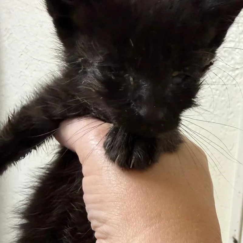 A baby small-sized female Black Domestic Short Hair cat named Mommy long legs for adoption in Klamath Falls, OR