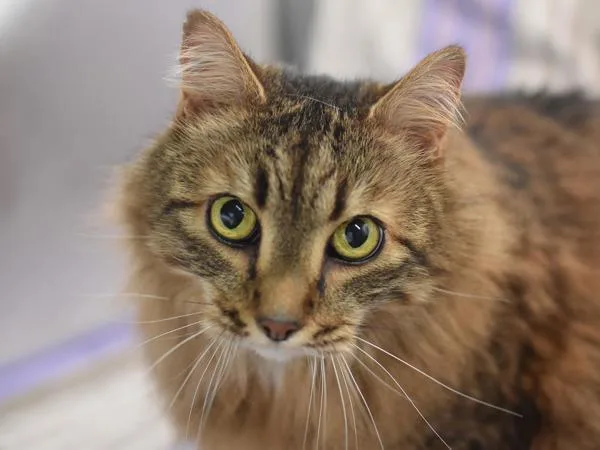 An adult small-sized male Domestic Long Hair cat named Charlie for adoption in Portland, OR