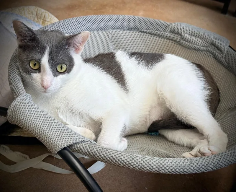 A young small-sized female Domestic Short Hair cat named Mouse for adoption in Hampton, VA