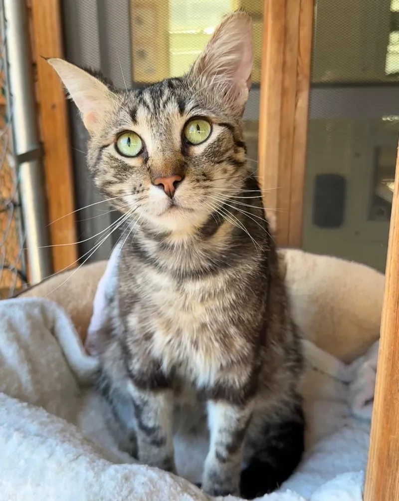 A young medium-sized male Domestic Short Hair cat named Clove for adoption in Cambria, CA