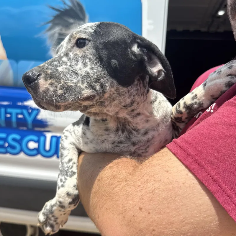 A baby medium-sized male White / Cream Mixed Breed dog named Flea for adoption in Columbia, SC