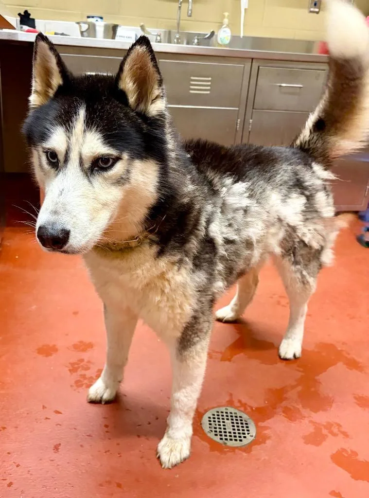 An adult large-sized male Siberian Husky dog named Serverus for adoption in Douglasville, GA