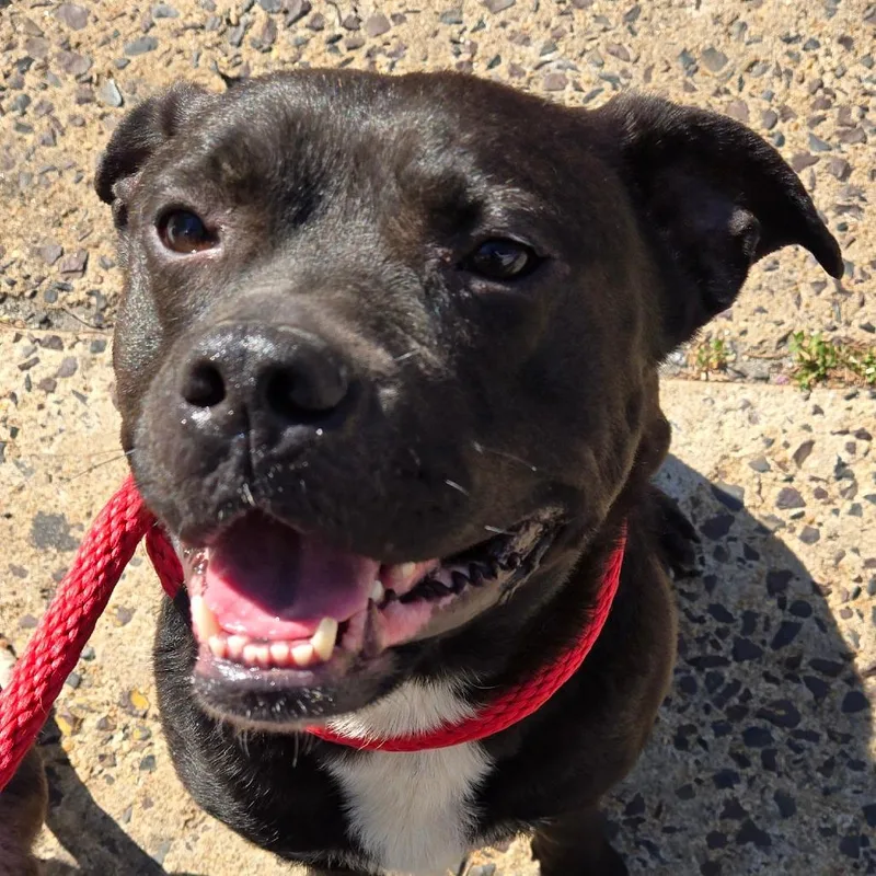 An adult medium-sized female White / Cream Mixed Breed dog named Harriet for adoption in Philadelphia, PA