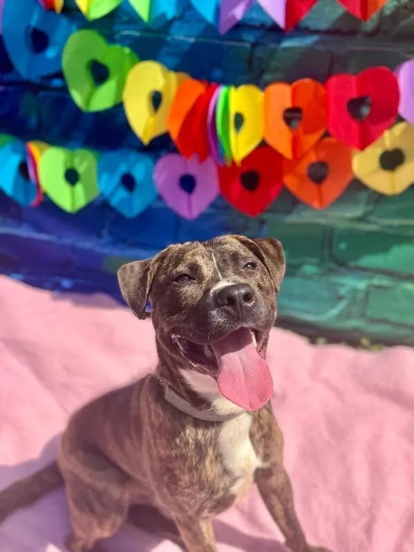 An adult medium-sized male Brindle Mixed Breed dog named Brad Paisley for adoption in Cincinnati, OH