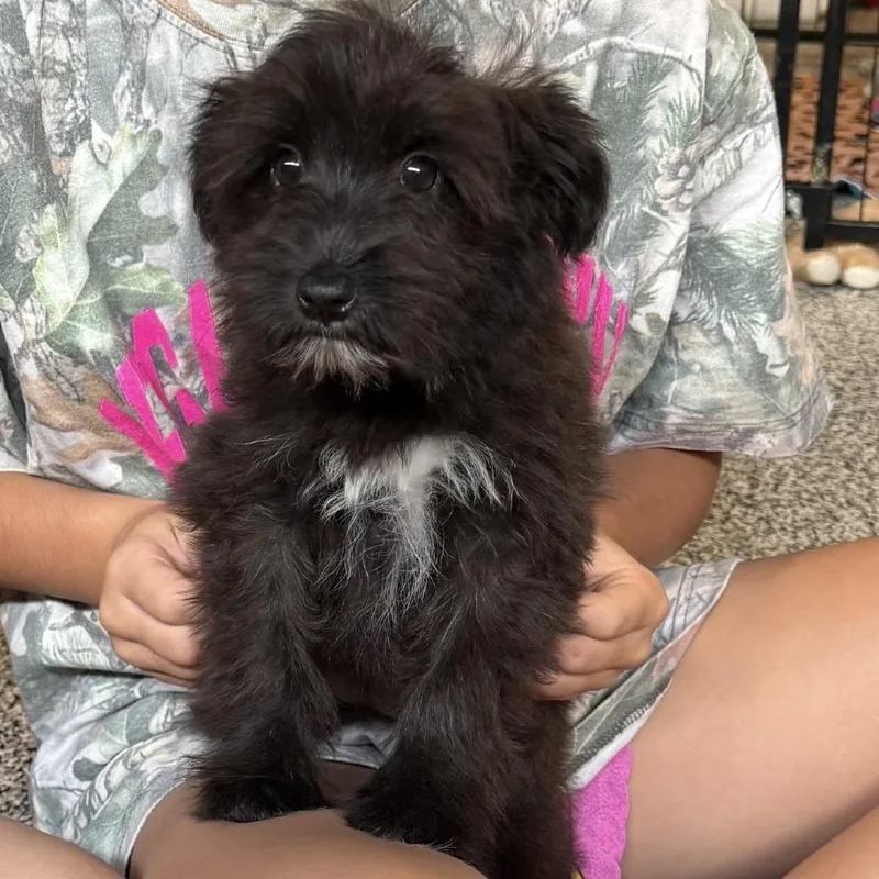 A baby small-sized female Black Tibetan Terrier dog named Winnie for adoption in Santa Fe, TX