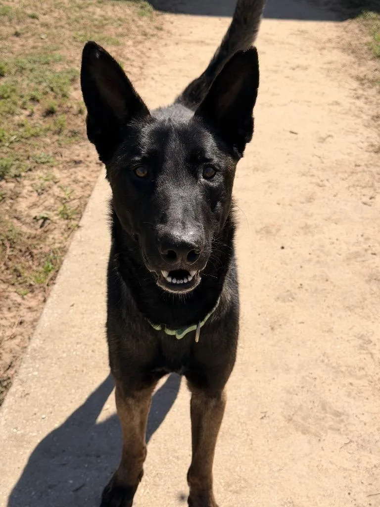 An adult large-sized male Mixed Breed dog named Viper for adoption in Ocala, FL