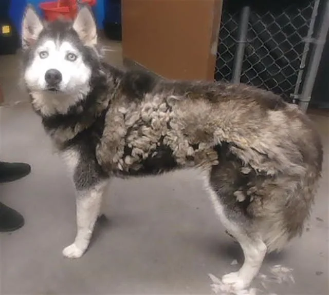 An adult large-sized female Siberian Husky dog named Dottie for adoption in Phoenix, AZ