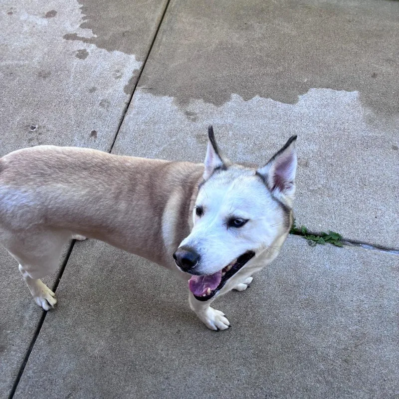 An adult large-sized female Husky dog named Skye for adoption in Dixon, IL