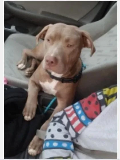 An adult medium-sized male Mixed Breed dog named Onaire for adoption in Fairfax, VA