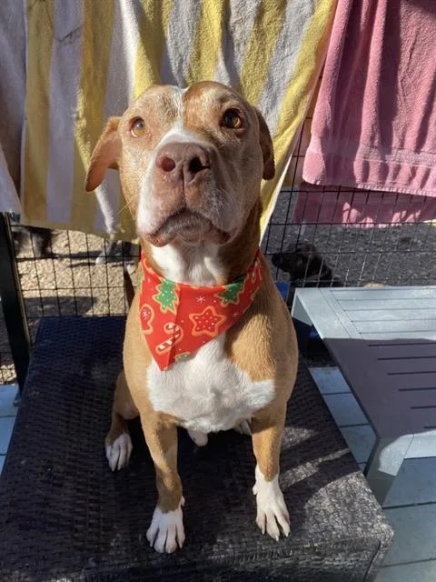 An adult medium-sized male American Staffordshire Terrier dog named Navajo for adoption in San Antonio, TX