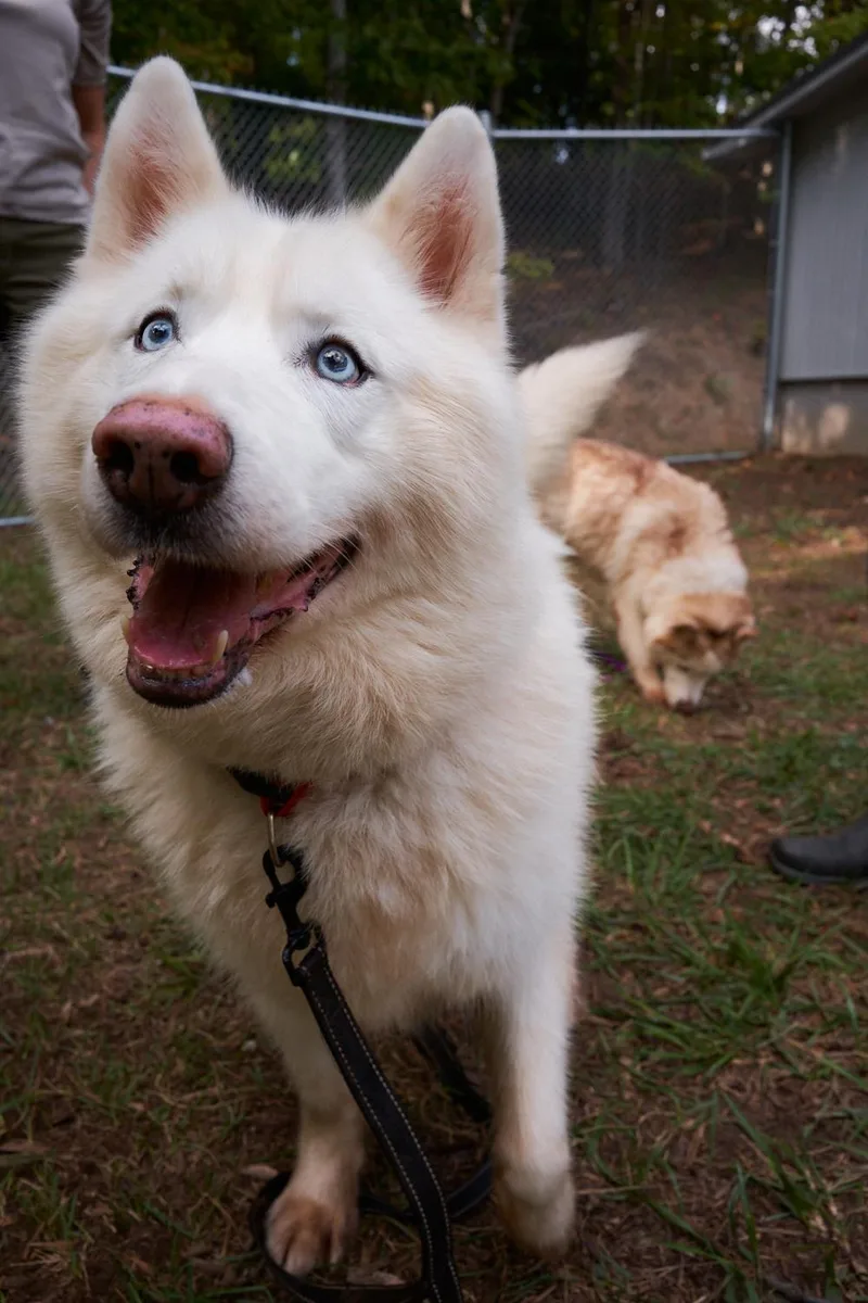 A senior large-sized female Siberian Husky dog named Dex for adoption in Floyd, VA