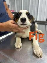 A young medium-sized female Australian Shepherd dog named Fig for adoption in Munfordville, KY